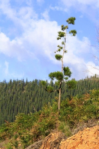 Lone PinePhotography by Pam Hayson